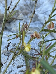 Chamaecrista stricta