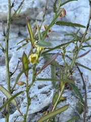Chamaecrista stricta