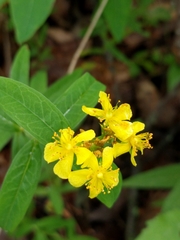 Hypericum sphaerocarpum