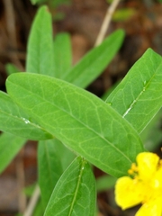 Hypericum sphaerocarpum