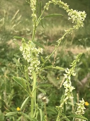 Melilotus albus
