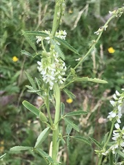 Melilotus albus