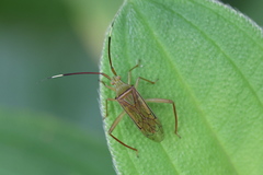 Hyalopeplus spinosus