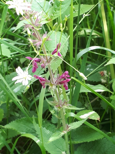 Whitespot (Stachys sylvatica)