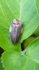 Aspisoma ignitum
