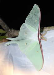 Actias artemis