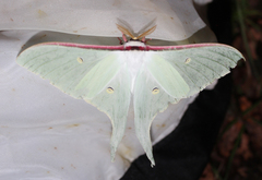 Actias artemis