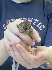 Pipilo erythrophthalmus