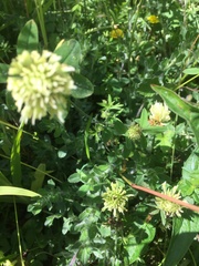 Trifolium ochroleucon