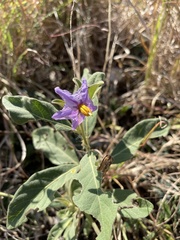 Solanum delagoense