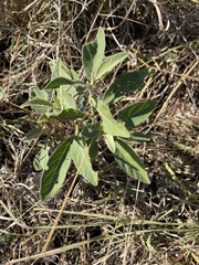 Solanum delagoense