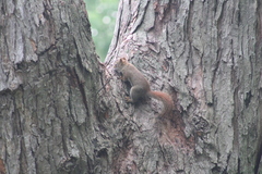 Tamiasciurus hudsonicus