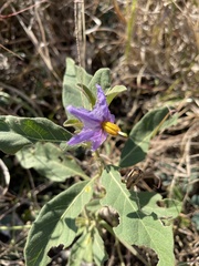 Solanum delagoense