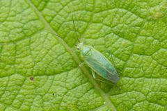 Orthotylus marginalis