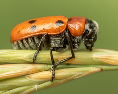 Tituboea sexmaculata