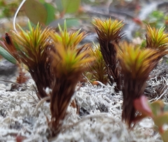 Polytrichum hyperboreum