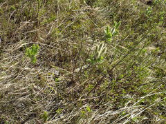 Salix lanata
