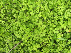 Chaerophyllum ramosum