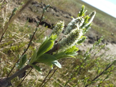 Salix lanata