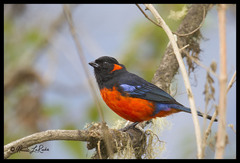 Anisognathus igniventris