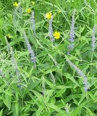 Veronica longifolia