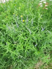 Veronica longifolia
