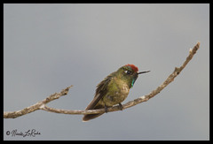 Chalcostigma ruficeps