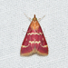 Raspberry Pyrausta Moth - Photo (c) Royal Tyler, some rights reserved (CC BY-NC-SA), uploaded by Royal Tyler