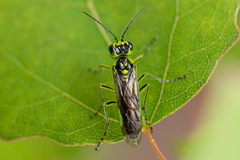 Rhogogaster viridis