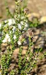 Phylica humilis