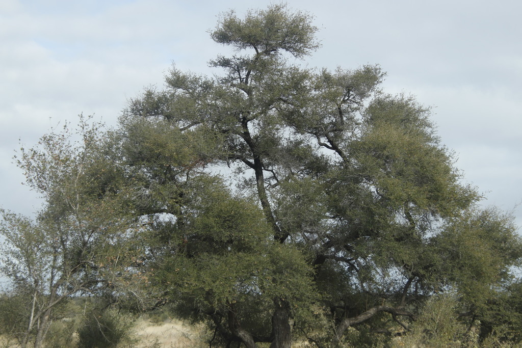Delagoa Thorn