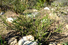 Phylica humilis