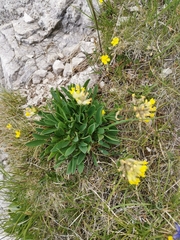 Anthyllis vulneraria alpestris