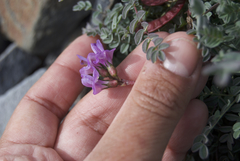 Astragalus nutzotinensis