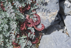 Astragalus nutzotinensis