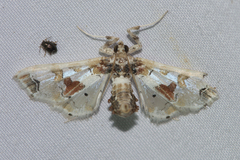 Leucinodes orbonalis