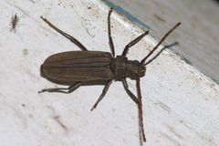 Nepiodes