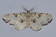Ophthalmitis