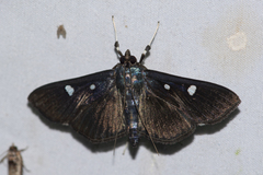 Rhagoba octomaculalis