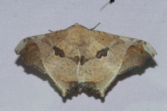 Semiothisops macariata