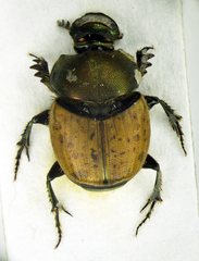 Palaeonthophagus