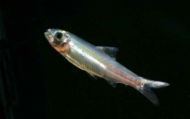 Sumatran River Sprat