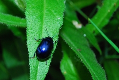 Oreina caerulea