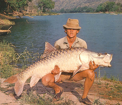 Hump-Backed Mahseer photo 2
