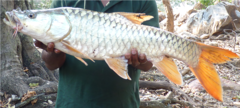 Hump-Backed Mahseer photo 3