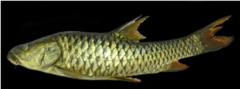 Hump-Backed Mahseer photo 4