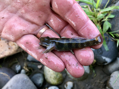Rhinogobius kurodai