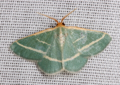 Mixocera latilineata