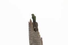 Orthopsittaca manilatus