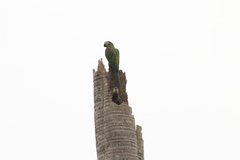 Orthopsittaca manilatus